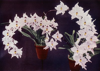 Odontoglossum Crispum (renkli fotoğraf) by English Photographer