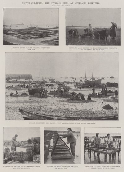 İstiridye Kültürü, Cancale, Brittany