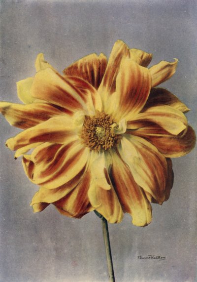 Paeony Çiçekli Dahlia, The Geisha (renkli fotoğraf) by English Photographer