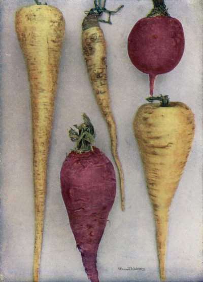 Yaban havucu ve Pancar (renkli fotoğraf) by English Photographer