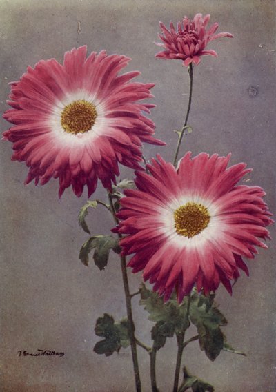 Percy Arnold (renkli fotoğraf) by English Photographer