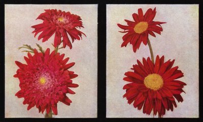 Piretrinler, Kelways Lord Rosebery ve Langport Scarlet (fotoğraf) by English Photographer