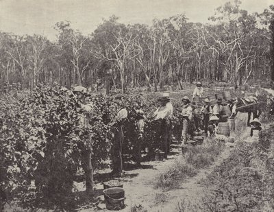Ahududu Toplayıcıları iş başında, Wandin Yallock by English Photographer
