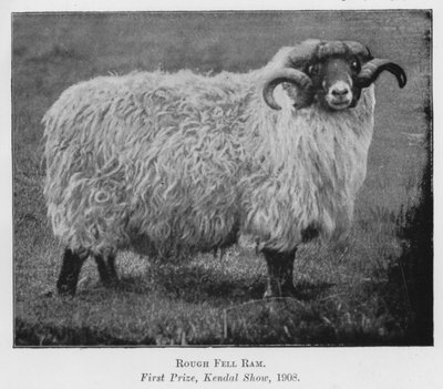 Rough Fell Ram, Birincilik Ödülü, Kendal Show by English Photographer