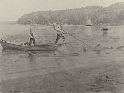 Köpekbalığı Balık Tutma, Chowder Bay by English Photographer