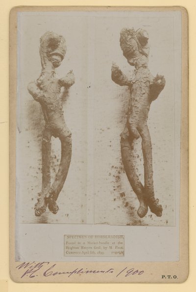 Yaban turpu örneği by English Photographer