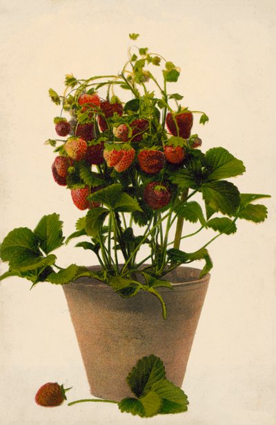 Saksıda çilek (renkli fotoğraf) by English Photographer