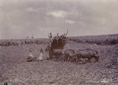 Şeker ekimi, Barbados, 1880 by English Photographer