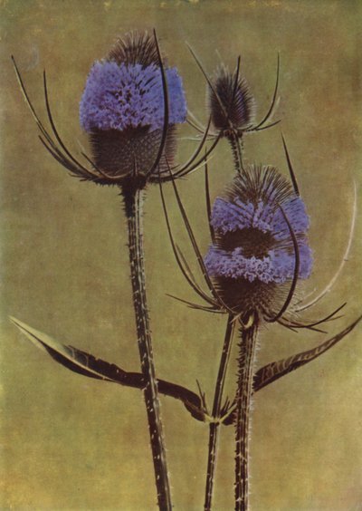 Teasel (fotoğraf) by English Photographer