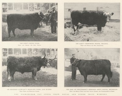 The Birmingham Fat Stock Show, Royal ve diğer Ödül Kazananlar by English Photographer