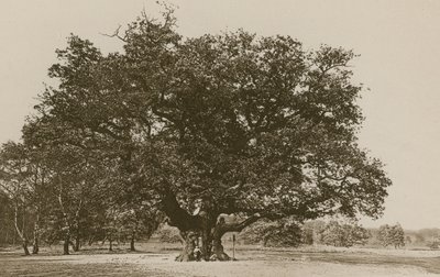 Binbaşı Meşe, Sherwood Ormanı by English Photographer