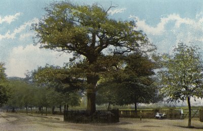 Midland Meşe, Leamington by English Photographer