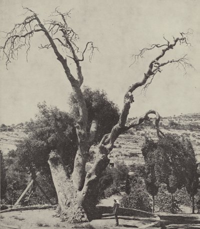 Mamre Meşesi; İbrahim