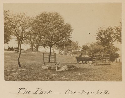 Park - One Tree Hill, Greenwich by English Photographer