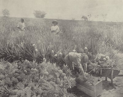 Ananas by English Photographer
