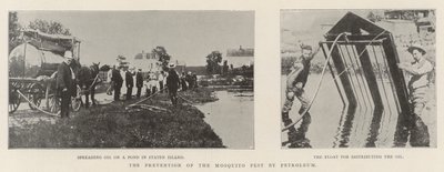 Sivrisinek Zararlısının Petrol Yoluyla Önlenmesi by English Photographer