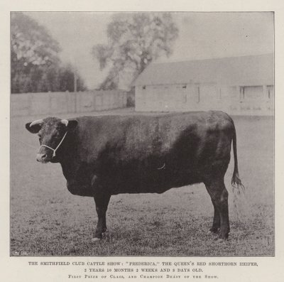 Smithfield Club Sığır Gösterisi, Frederica, Queens Red Shorthorn Düve, 2 Yıl 10 Ay 2 Hafta ve 3 Günlük by English Photographer