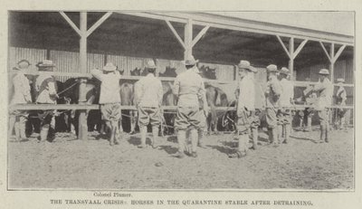 Transvaal Krizi, Antrenman Sonrası Karantina Ahırındaki Atlar by English Photographer