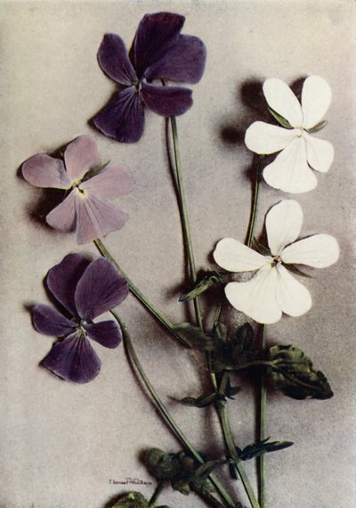 Viola Cornuta