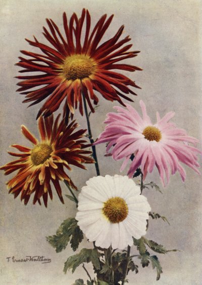 Tek Çiçek Türleri (renkli fotoğraf) by English Photographer