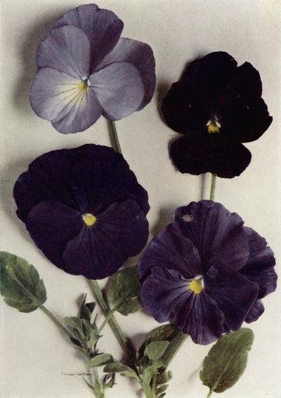 Violas, Maggie Mott, Mavilerin Amirali, Archibald Grant ve Jenny M