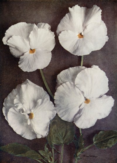 Violas, Purity, Bayan H Pearce, Mad A Gray ve Snowflake (renkli fotoğraf) by English Photographer