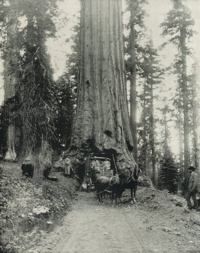 "Wawona" Big Tree, Mariposa Grove, California (s/b fotoğraf) by English Photographer