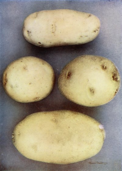 Beyaz Patates (renkli fotoğraf) by English Photographer