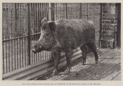Wild Boar, Windsor Park