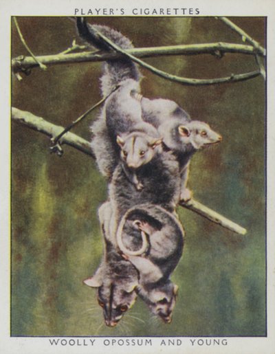 Hayvanat bahçesi bebekleri: Yünlü Opossum ve Genç (fotoğraf) by English Photographer