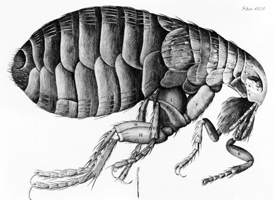Mikroskop Gözleminden Bir Pire Robert Hooke (1635-1703), 1665 by English School