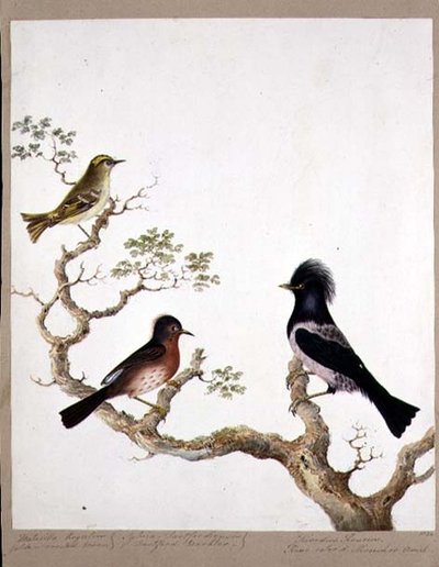 Altın Tepeli Bir Çalıkuşu, Dartford Ötleğen ve Gül Renkli Ardıç veya Ouzel, 1824 (kağıt üzerinde wc) by English School