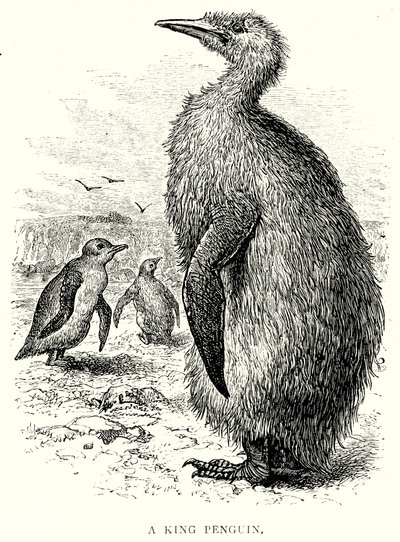 Bir Kral Penguen (gravür) by English School