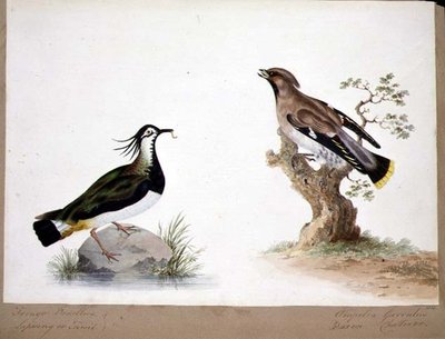 Bir Lepwing ve bir Waxwing by English School