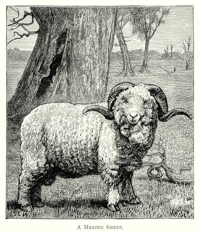 Bir Marino Koyunu (gravür) by English School