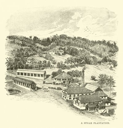 Bir Şeker Tarlası by English School