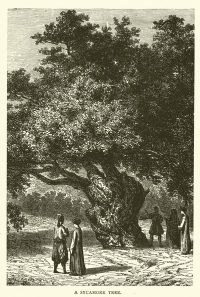 Bir Çınar Ağacı (gravür) by English School
