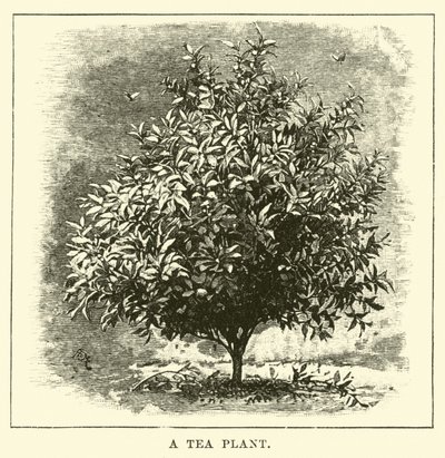 Bir Çay Bitkisi by English School