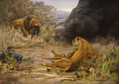 Hoş Geldin Dönüşü - yavruları için yiyecekle dönen aslan (renkli taş baskı) by English School