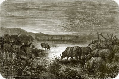 Afrika
