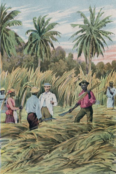 Bir şeker ekimi by English School