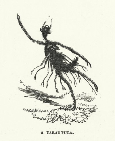 Bir tarantula (gravür) by English School
