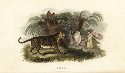 Bir kaplan, Panthera tigris, şemsiye sallayan İngiliz bir kadın tarafından korkutuldu. by English School