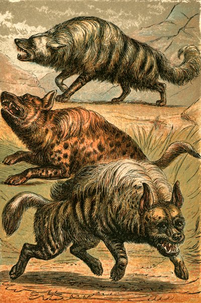 Aard Wolf, Benekli Sırtlan ve Çizgili Sırtlan by English School
