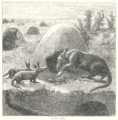 Aardvark (gravür) by English School
