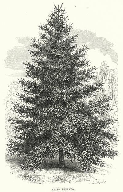 Abies Pinsapo (gravür) by English School
