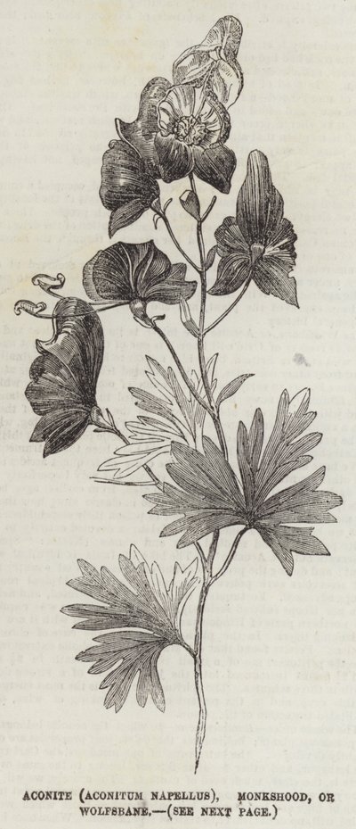 Aconite (Aconitum Napellus), Monkshood veya Kurtboğan (gravür) by English School