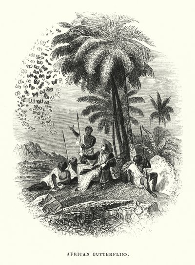 Afrika Kelebekleri (gravür) by English School