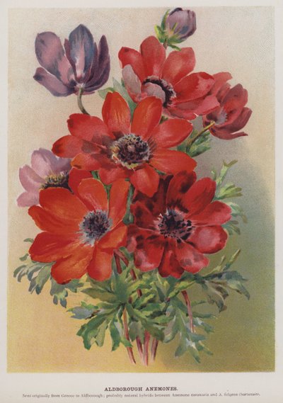 Aldborough Anemonları by English School