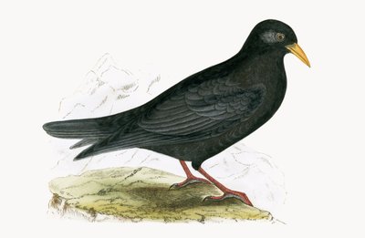 Alpine Cough, Charles Robert Bree (1811-86) tarafından 